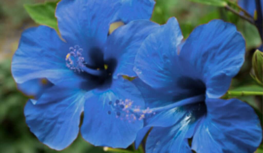 Hibiscus verzorging