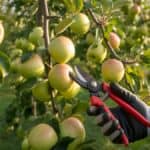 Appelboom snoeien – complete gids voor gezonde groei en rijke oogst