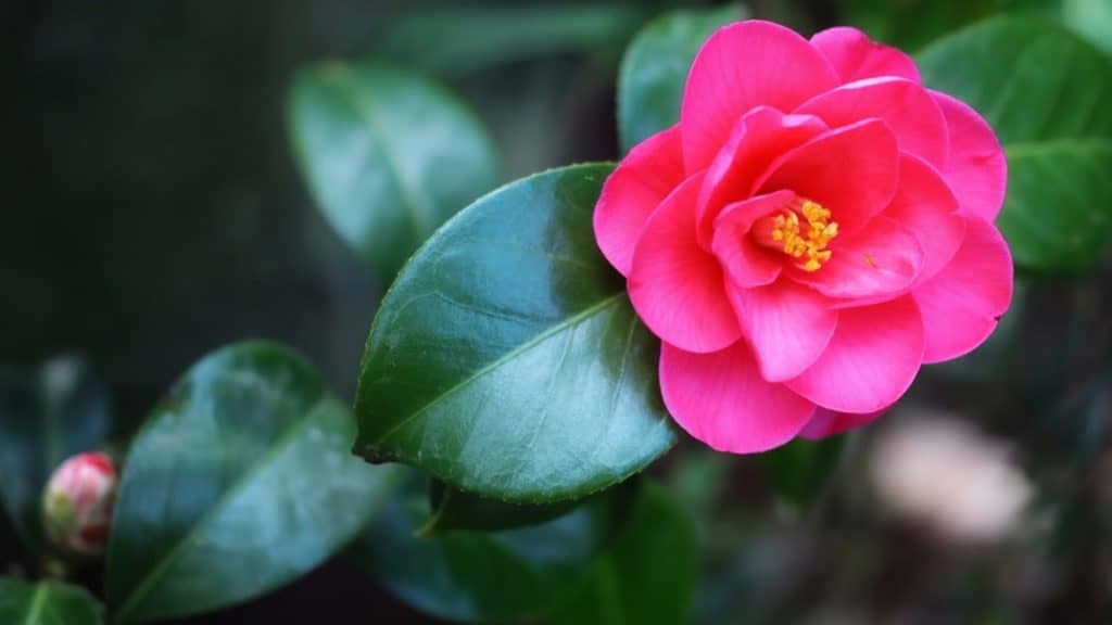 Camellia snoeien en verzorgen: complete gids voor gezonde groei