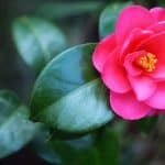 Camellia snoeien en verzorgen: complete gids voor gezonde groei