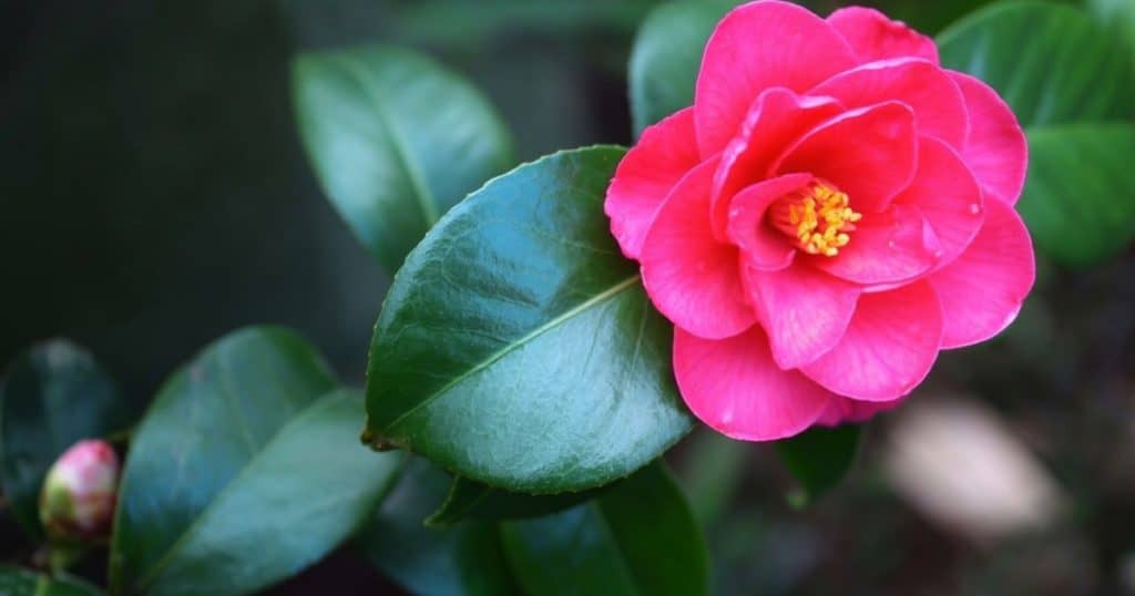 Camellia snoeien en verzorgen