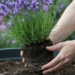 Lavendel snoeien en verzorgen: complete gids