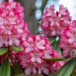 Rhododendron snoeien: complete gids voor sterke en bloeiende struiken