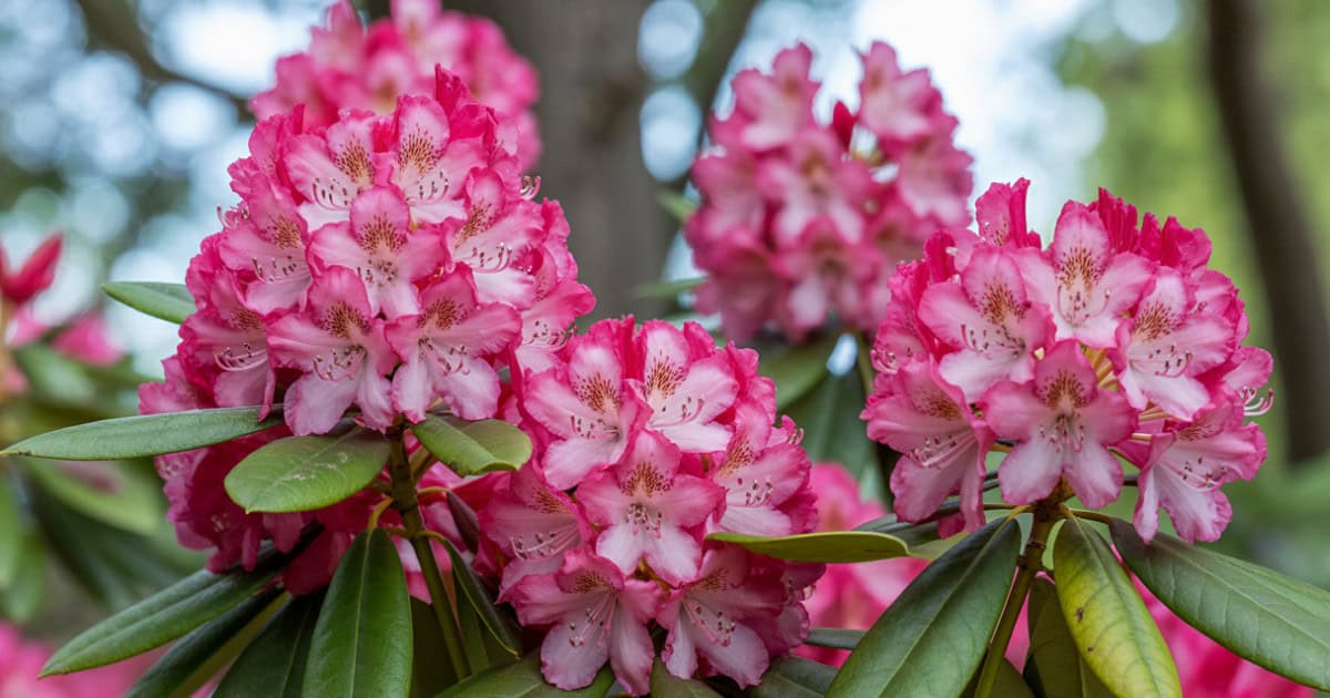 Rhododendron snoeien: complete gids voor sterke en bloeiende struiken