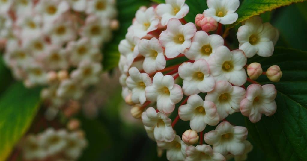 Viburnum tinus snoeien: complete gids voor gezonde groei en bloei