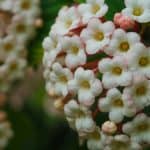 Viburnum tinus snoeien: complete gids voor gezonde groei en bloei