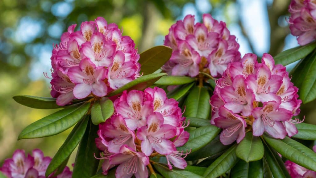 Rhododendron 