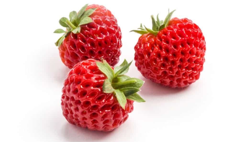 Framboos 