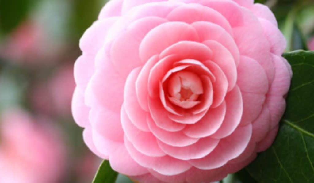 Camellia snoeien en verzorgen