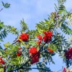 Lijsterbes in de tuin: complete gids over groei en verzorging