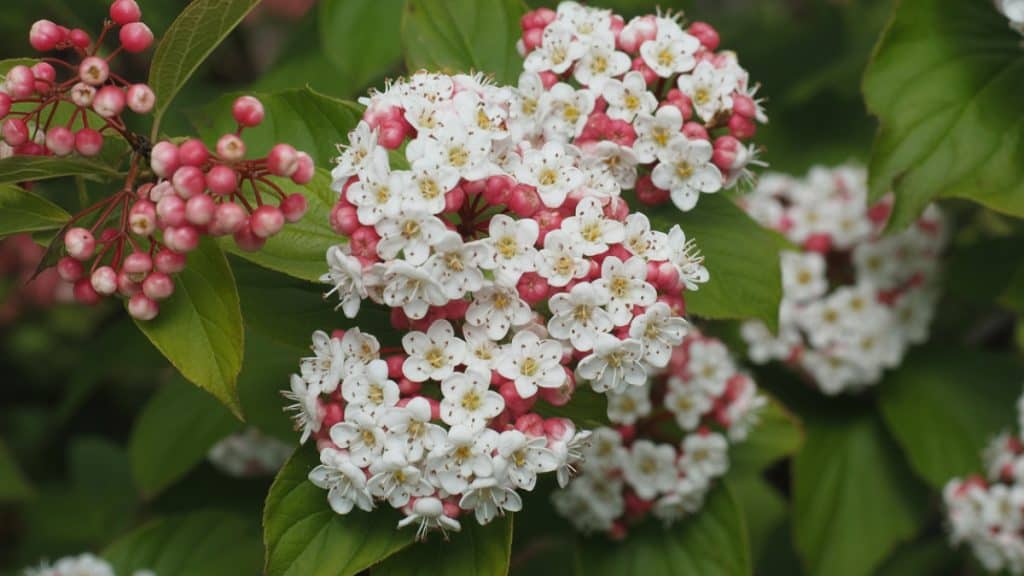 Viburnum tinus