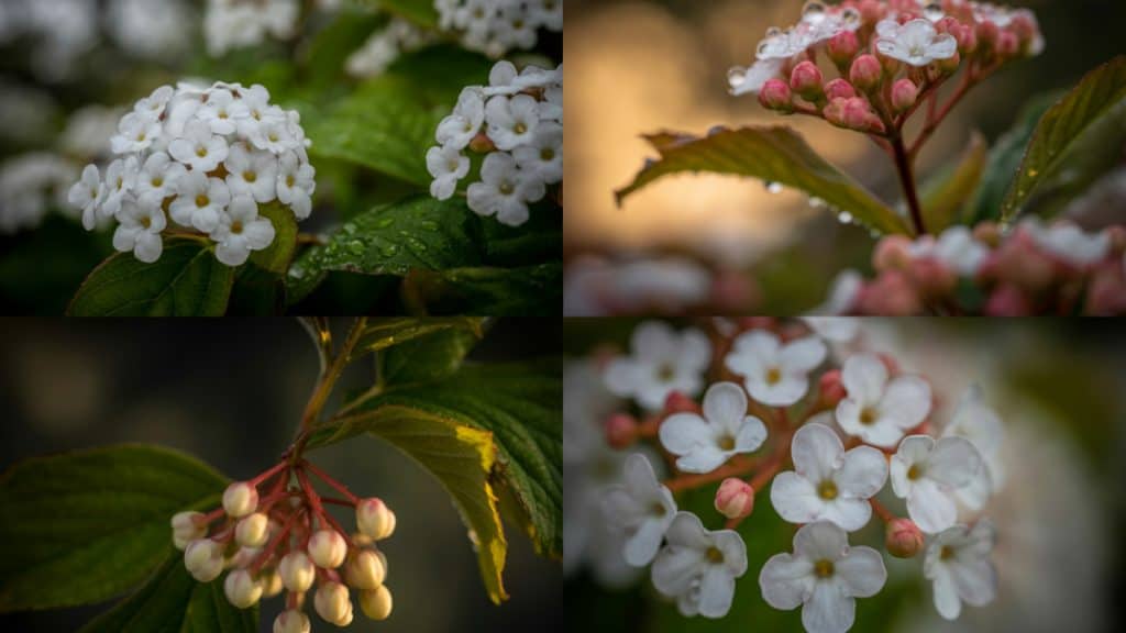 Viburnum tinus