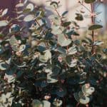 Eucalyptus Snoeien: Alles Over Tuin, Haag, Balkon en Onderhoud
