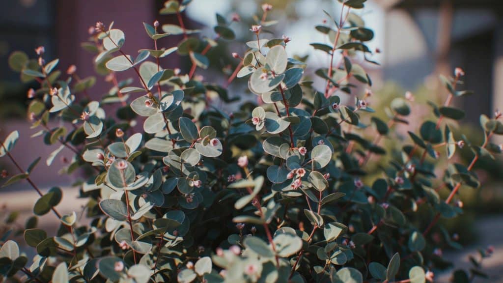 Eucalyptus Snoeien
