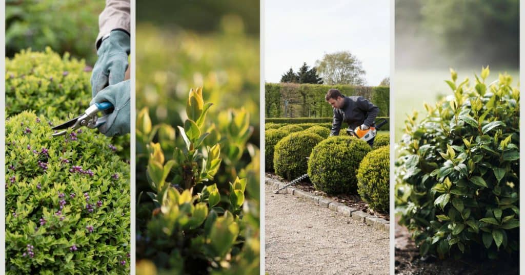 Hebe Snoeien: Verzorging, Groei en Vorm van de Struik
