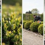 Hebe Snoeien: Verzorging, Groei en Vorm van de Struik
