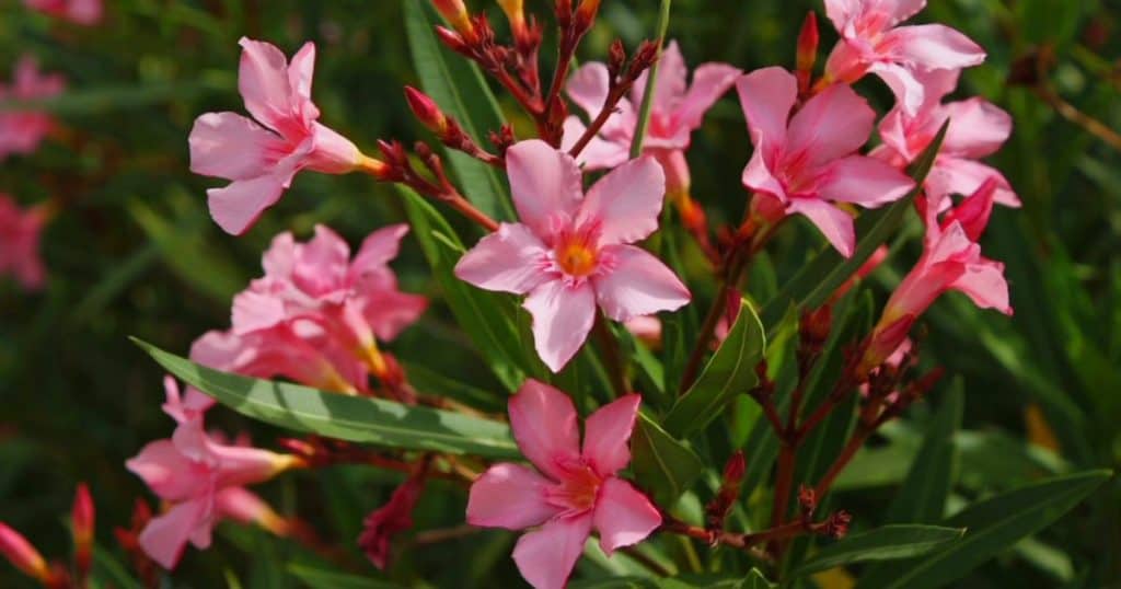 Oleander Giftig: Alles Over Tuin, Verzorging en Veilig Gebruik