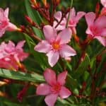 Oleander Giftig: Alles Over Tuin, Verzorging en Veilig Gebruik