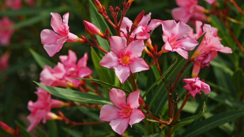 Oleander Giftig