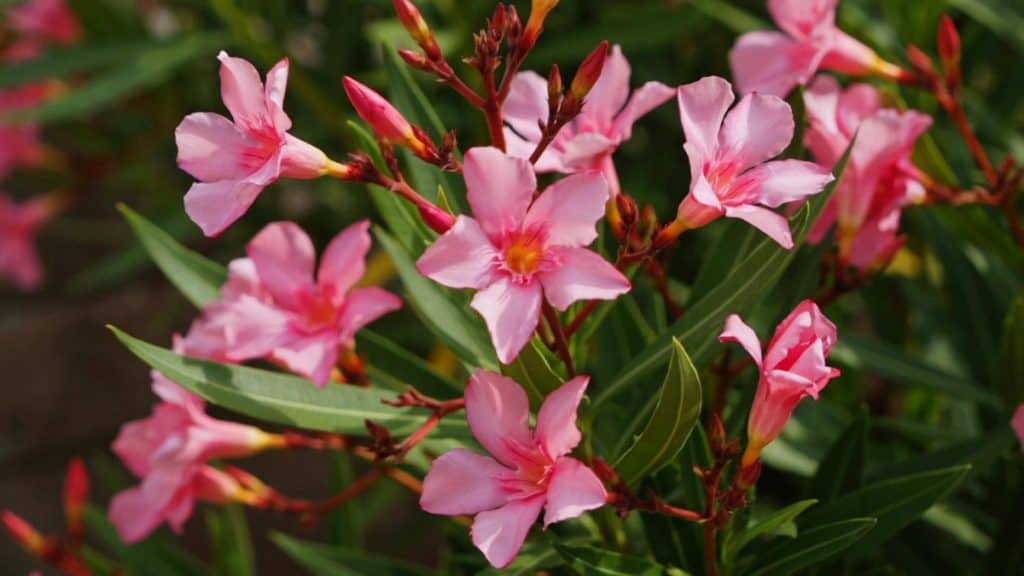 Oleander Giftig