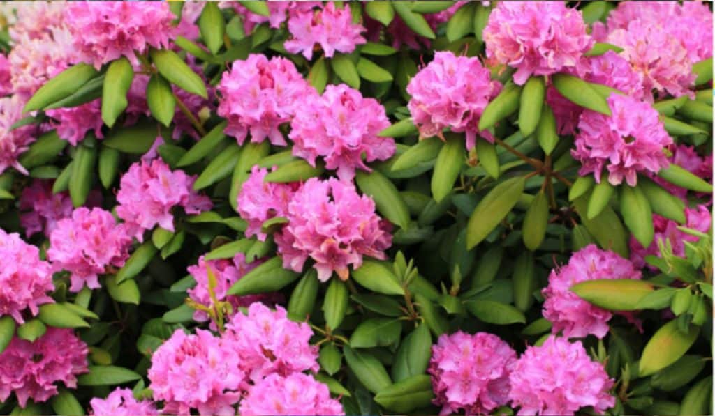 Rhododendron 