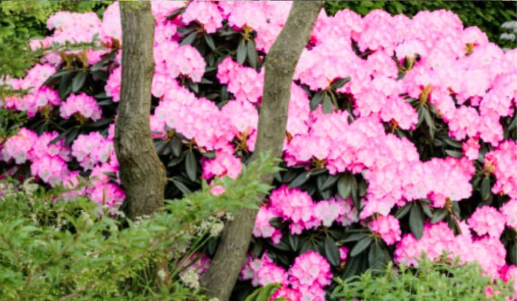 Rhododendron Tuin Onderhoud & Snoei Gids
