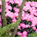 Rhododendron Tuin Onderhoud & Snoei Gids