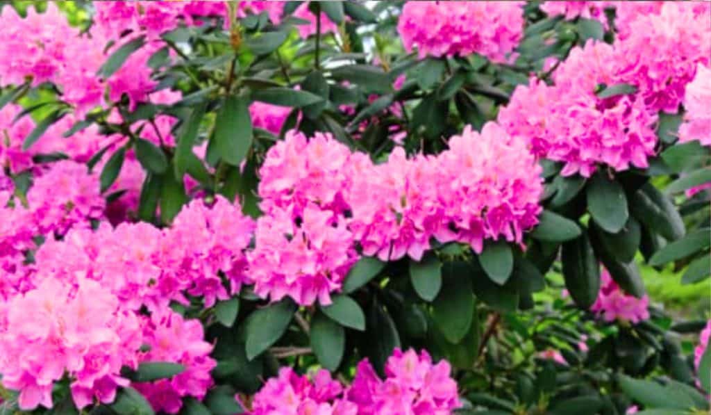 Rhododendron 