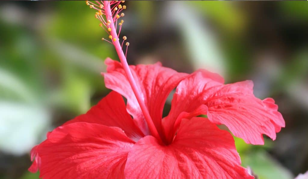 Hibiscus verzorging