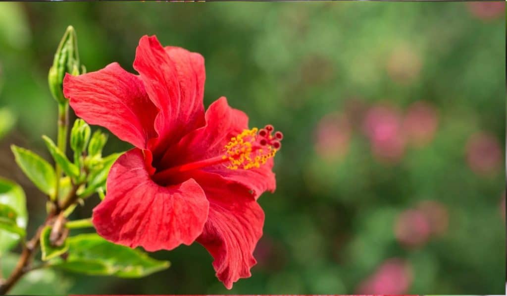 Hibiscus verzorging