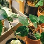 Alocasia plant soorten en verzorging gids