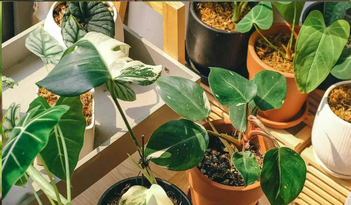 Alocasia plant soorten en verzorging gids